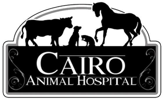 Cairo Animal Hospital