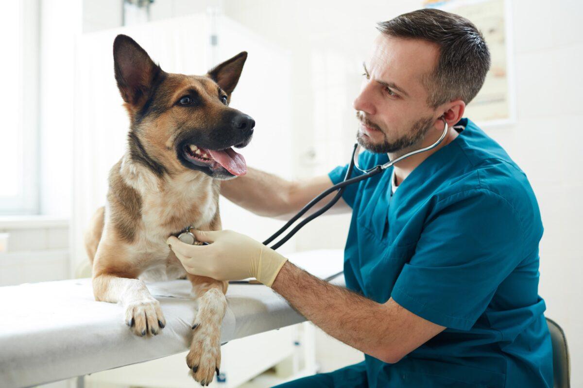 Image result for Pet Wellness & Preventive Care in Cairo, GA - Cairo Animal Hospital